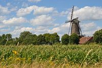 De Hompesche Molen in Stevensweert met maïsveld
