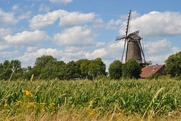 Le moulin Hompesche à Stevensweert avec un champ de maïs sur Rob Pols