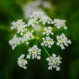 A wreath of cow parsley 1 by Jaap Tanis