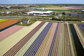 Bollenvelden bij Lisse by Hans Elbers