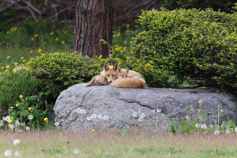 Ezo Red Fox with cubs Hokkaido, Japan von Frank Fichtmüller