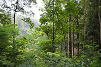 La forêt tropicale en Indonésie