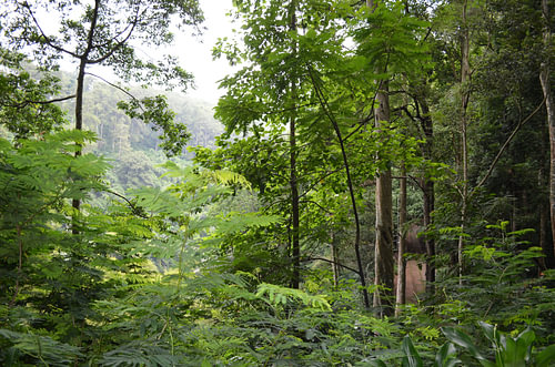La forêt tropicale en Indonésie