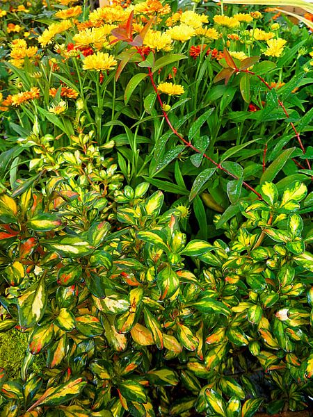 Nature's Natural Abstract by Dorothy Berry-Lound