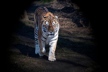 Tiger von Wilna Thomas