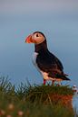 Papegaaiduiker in avondlicht van Menno Schaefer thumbnail