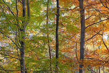 herfst in het bos van Hanneke Luit