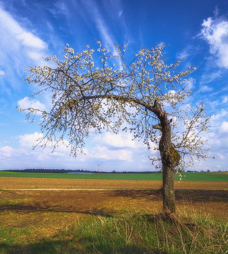 Landschap in Beieren met een bloeiende boom in de lente