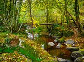 Herfstbeek van Miriam Meijer, en pleine campagne..... thumbnail