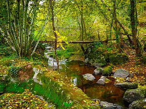 Ruisseau d'automne