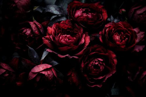 Opulent, atmospheric flowers in dark burgundy baroque roses