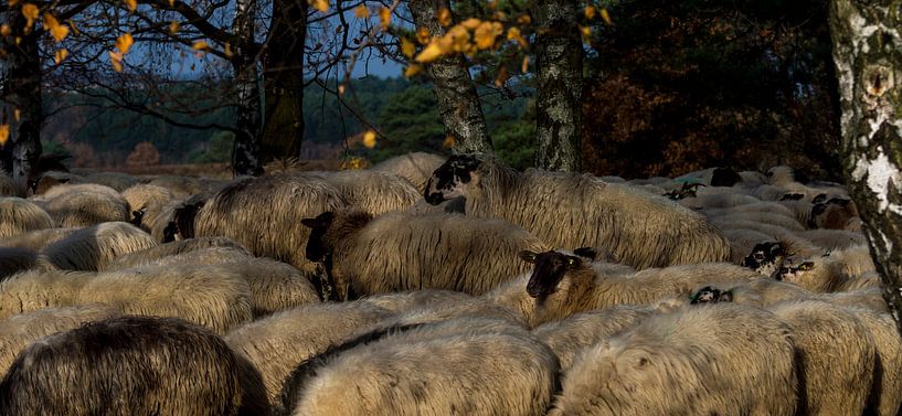 The Herd von Boudewijn Tempelmans