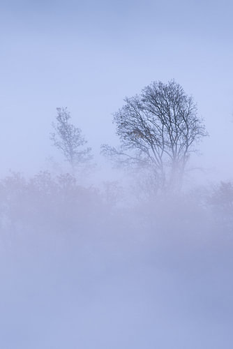 Bäume im Nebel