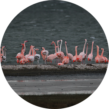 flamingo's 6 van Marloes van der Beek-Rietveld