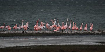 flamingo's 6 sur Marloes van der Beek-Rietveld