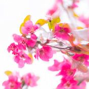 Gertinez Gallery Profilfoto