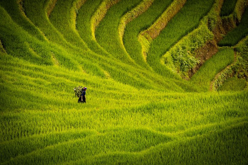 Reisfelder von Jeroen Mikkers