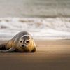 Seal resting in the winter sun on the beach by Melissa Peltenburg