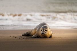 Phoque se reposant au soleil d'hiver sur la plage sur Melissa Peltenburg