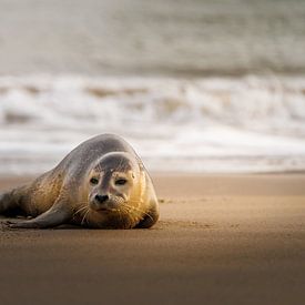 Seal resting in the winter sun on the beach by Melissa Peltenburg