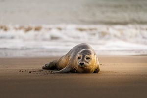 Robbe ruht sich in der Wintersonne am Strand aus