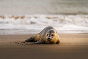 Seal resting in the winter sun on the beach by Melissa Peltenburg