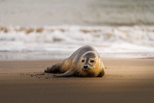 Robbe ruht sich in der Wintersonne am Strand aus von Melissa Peltenburg