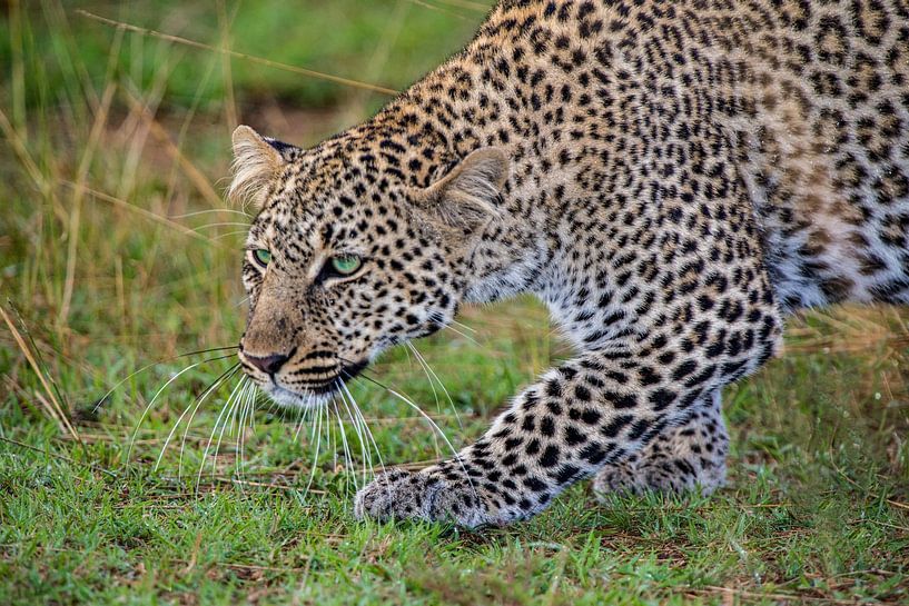 Leopard auf der Pirsch von Peter Michel