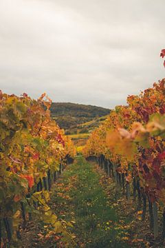 Wijngaardlandschap in de herfst van Hendrik Zahn