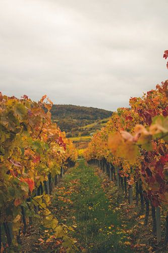 Vineyard Scenery in Autumn