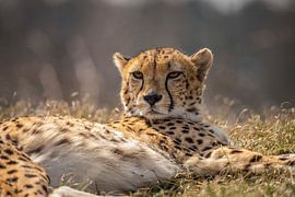 Cheetah, Cheeta. Acinonyx jubatus
