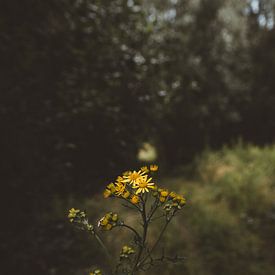Gele bloemen van Rob Veldman