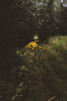 Gele bloemen
