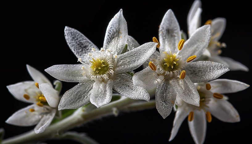 Edelweiss bloem portret panorama zwart van TheXclusive Art