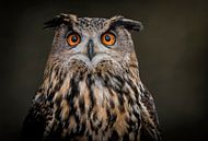 Portrait of beautiful Owl by Marjolein van Middelkoop thumbnail