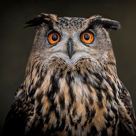 Portrait of beautiful Owl by Marjolein van Middelkoop