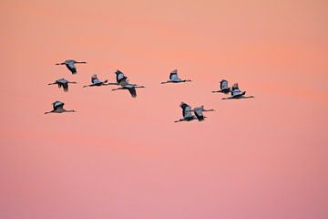 Cranes by Luuk Belgers