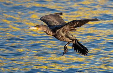 Cormorant in flight by Marcel Klootwijk