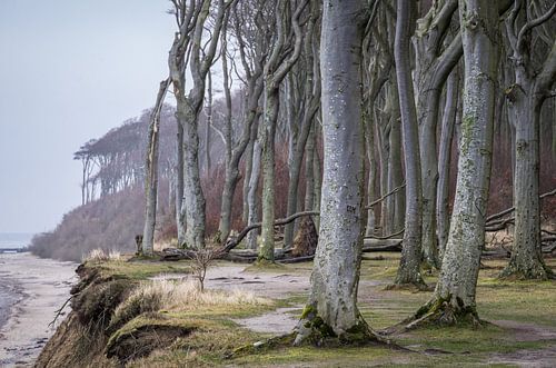 Spookbos aan de kust