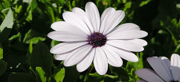 Elegant White Daisy Blossom