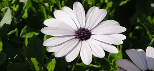 Elegant White Daisy Blossom