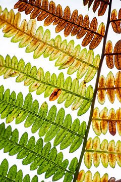 Colours in the leaf of a fern by Ron Poot