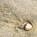 Schelp in het zand  van Puja Sonneveld thumbnail