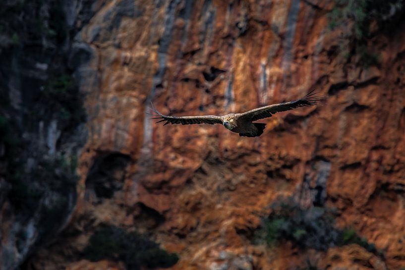 Vautour fauve en vol stationnaire devant une roche rouge en Andalousie. par Wout Kok
