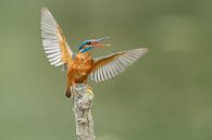 IJsvogel par Menno Schaefer Aperçu