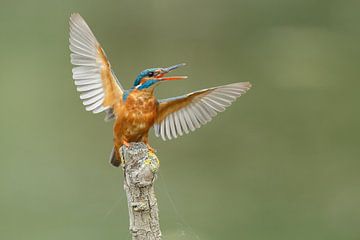 Kingfisher sur Menno Schaefer