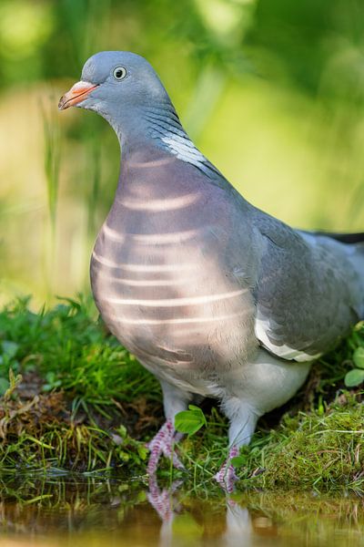 Ringeltaube (Columba palumbus) von Dirk Rüter