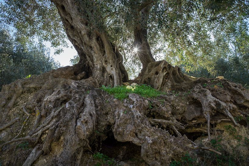À l'ombre de l'olivier par Adriana Mueller