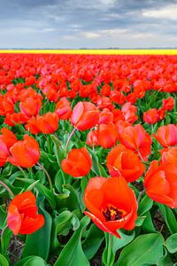 Blühende Tulpen auf einem Feld in Holland