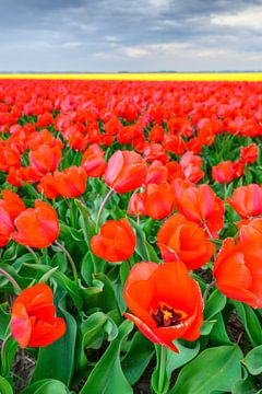 Tulpen in bloei in een veld in Nederland